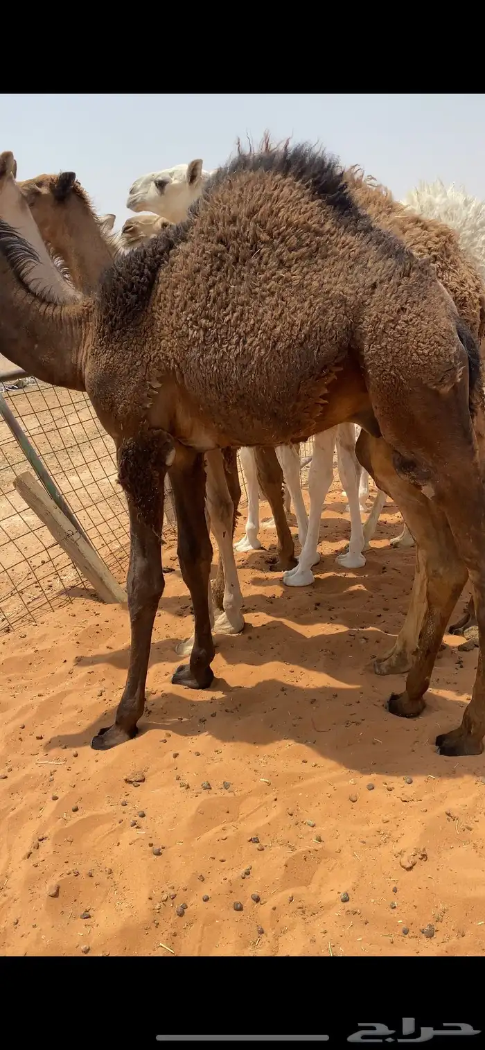 حيران فاخره 6
