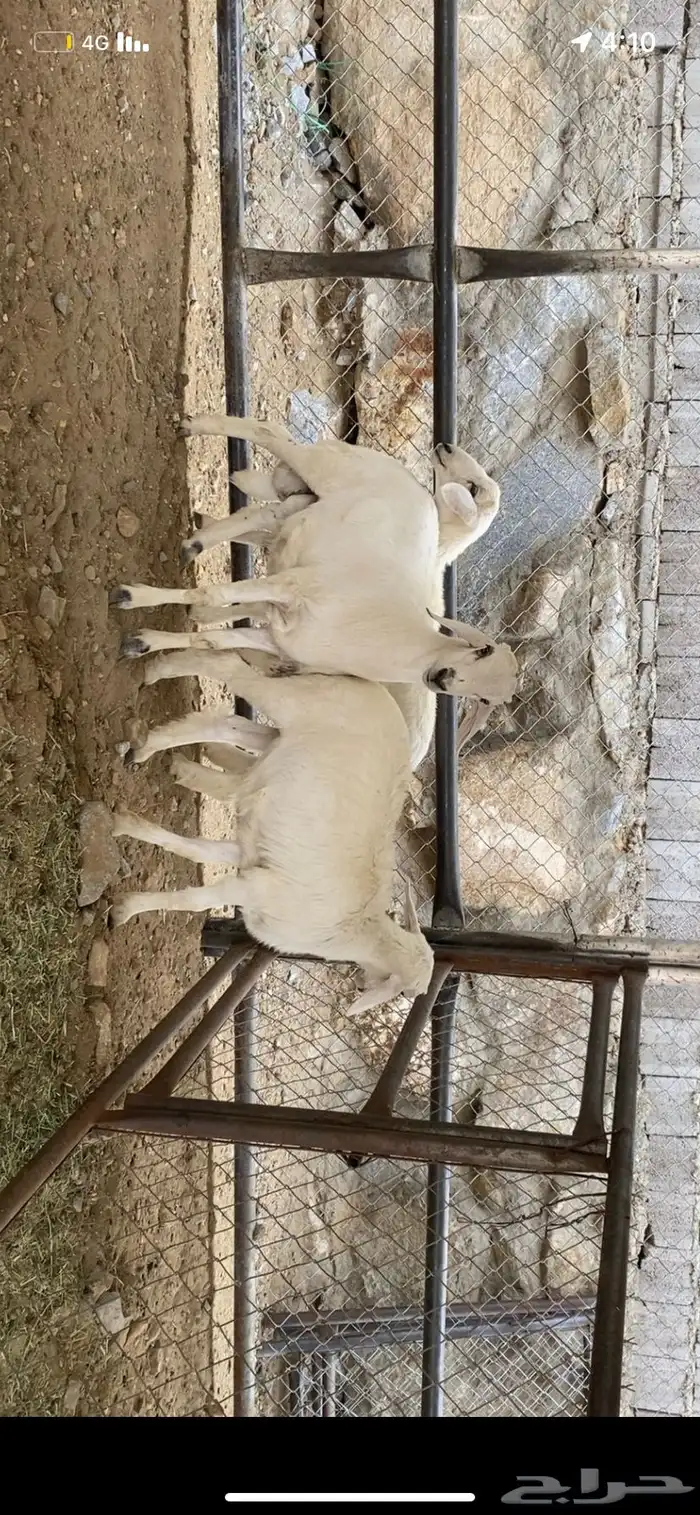 بهم شعره وطرف 0