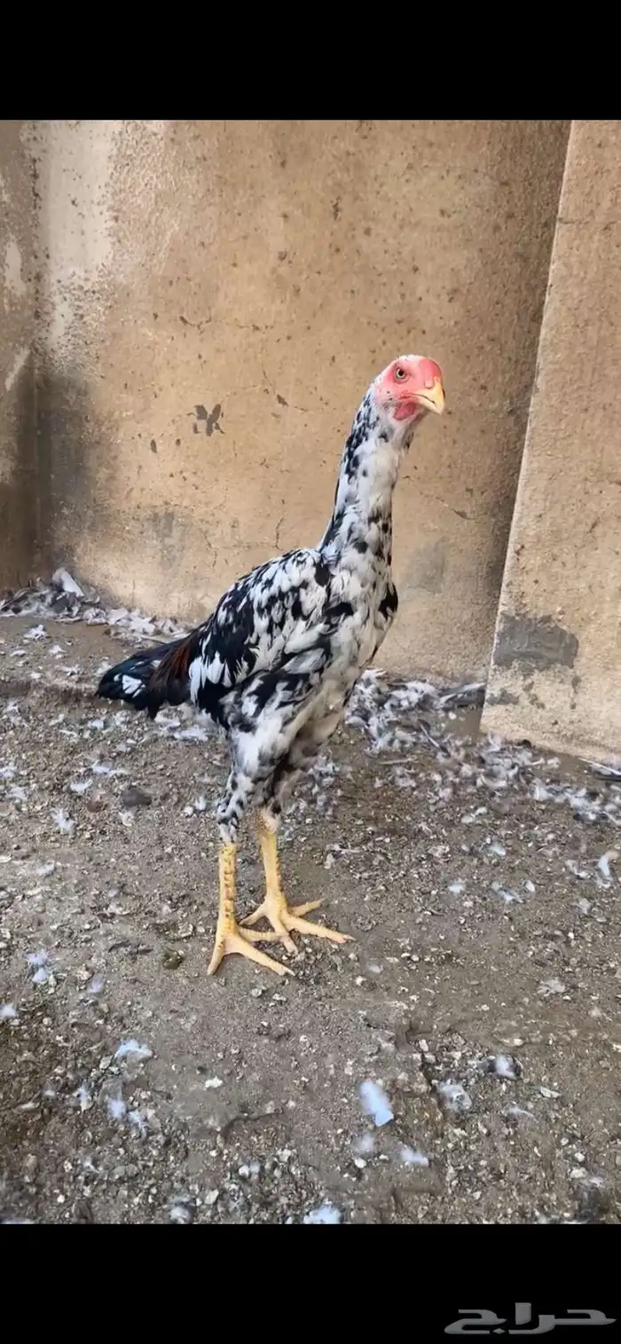 شامو الماني 3