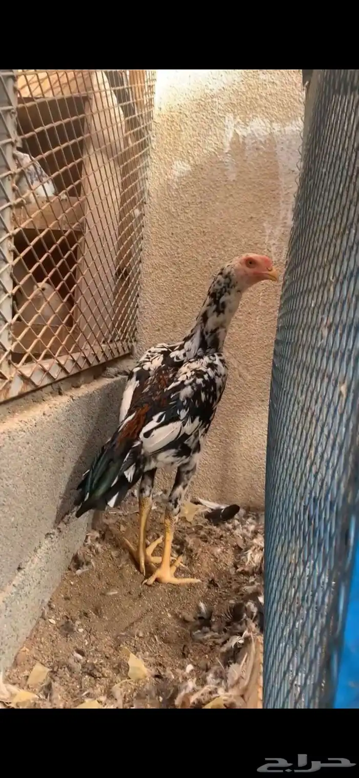 شامو الماني 5