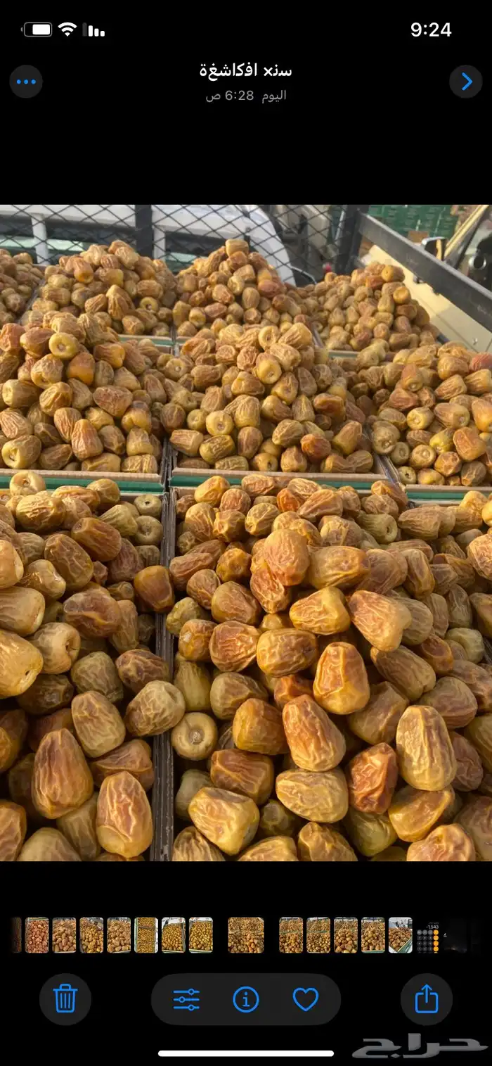 تمر القصيم خراف سنه 1447. جميع مناطق المملكه 10