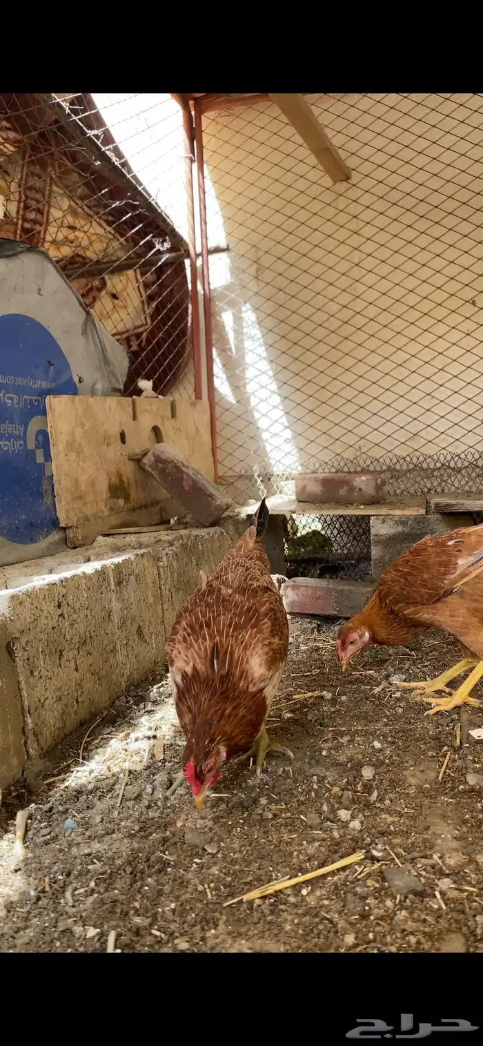 ( تم البيع ) دجاج بلدي عربي أصيل الوان مميزه جدا 3