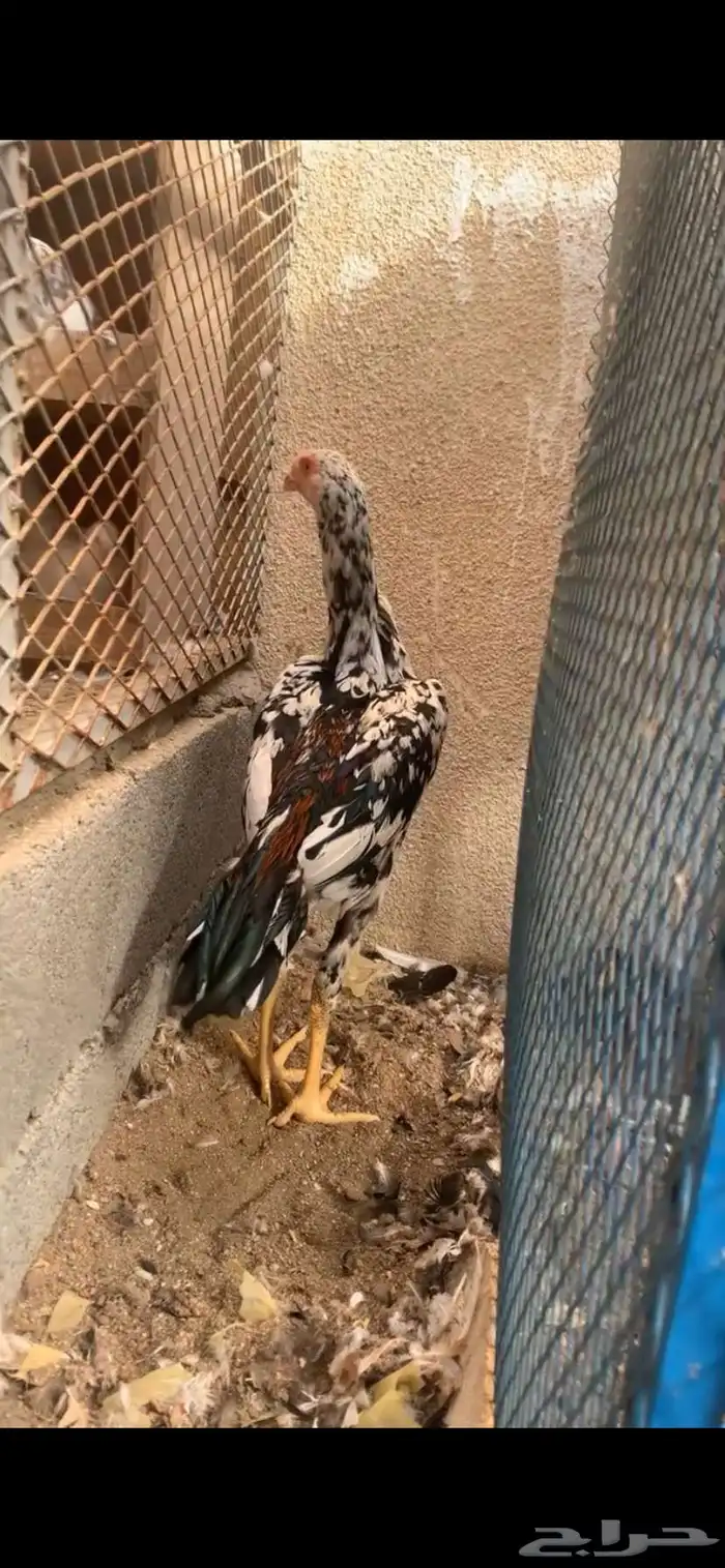 شامو الماني 7