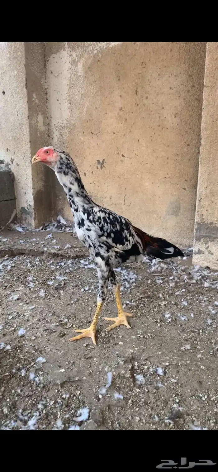 شامو الماني 1