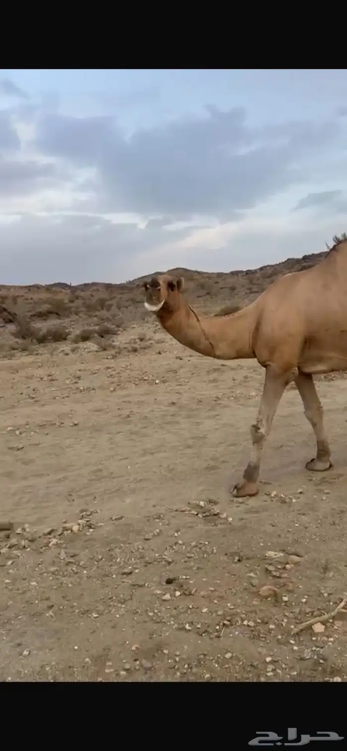 بعير للبيع 3