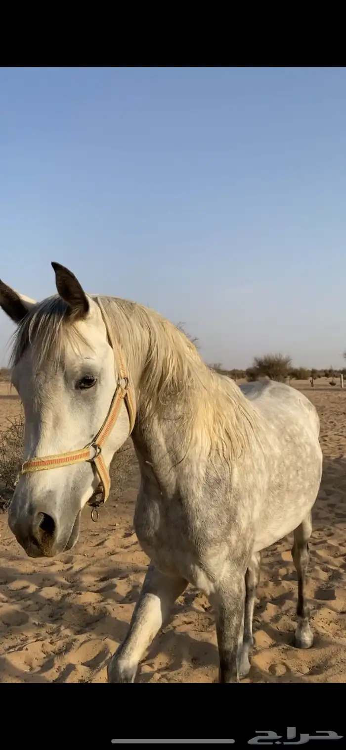 حصان عربي والبيع شعبي 1