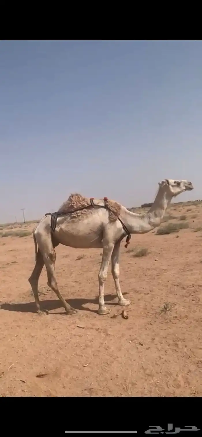 لبيع نياق خفت مبيوعه عيالهن 2
