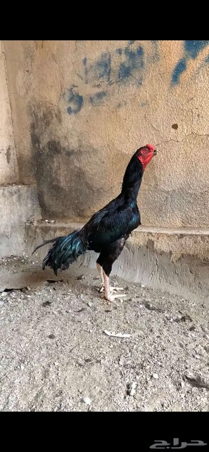 شامو الماني 12