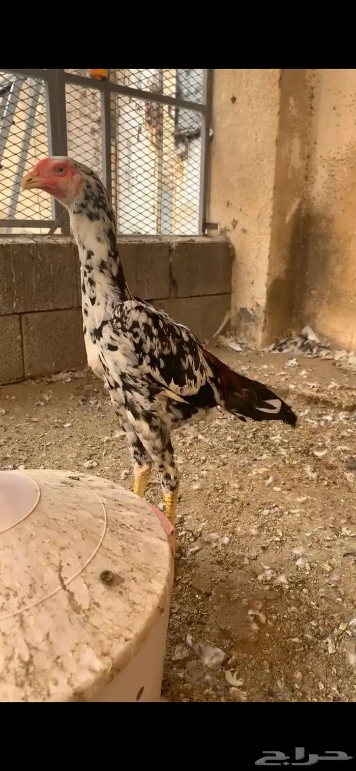 شامو الماني 4