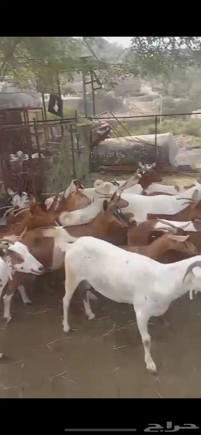 ماعز للبيع مع عيالها 5