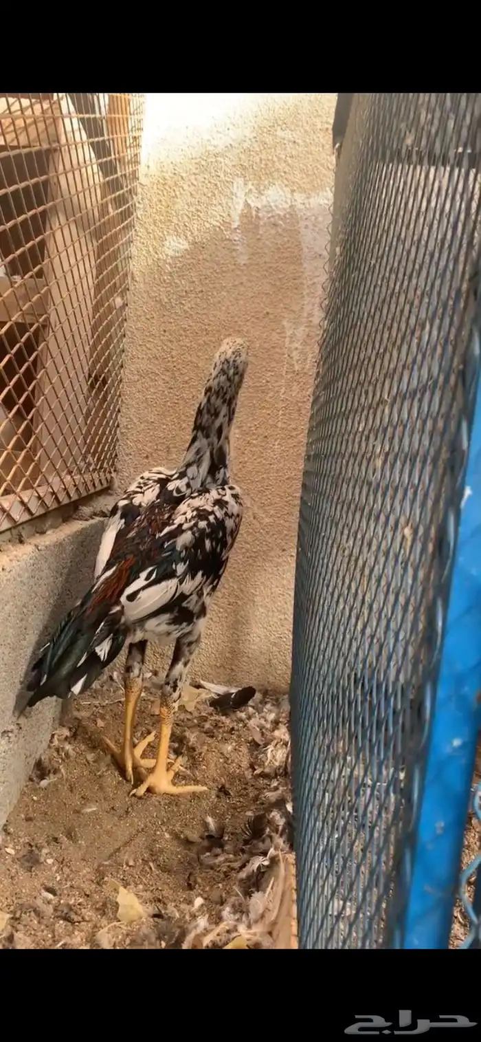 شامو الماني 9