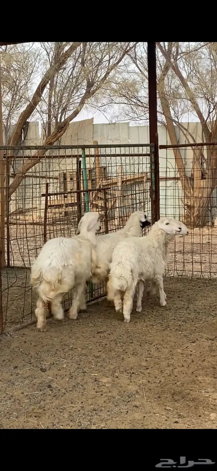 4 رخال للبيع 1