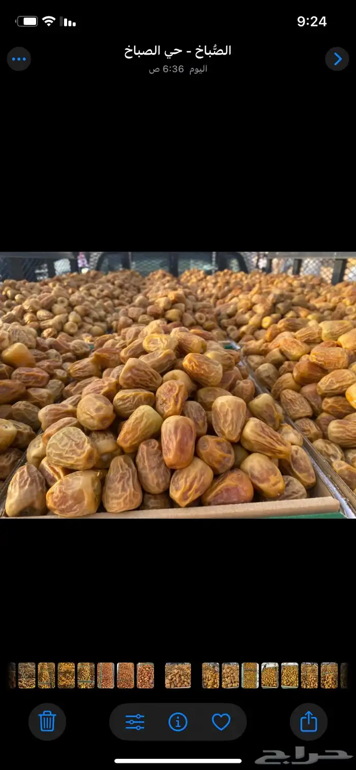 تمر القصيم خراف سنه 1447. جميع مناطق المملكه 12