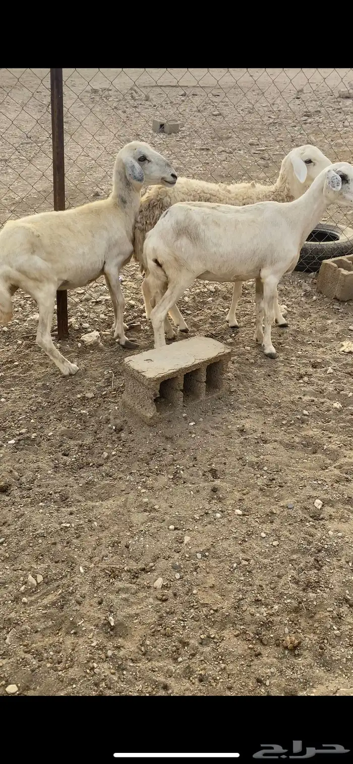 ضأن مقاني 0