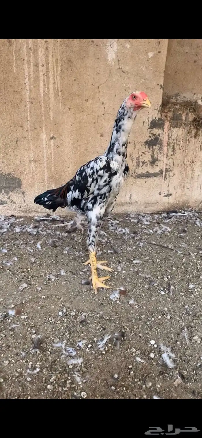 شامو الماني 0