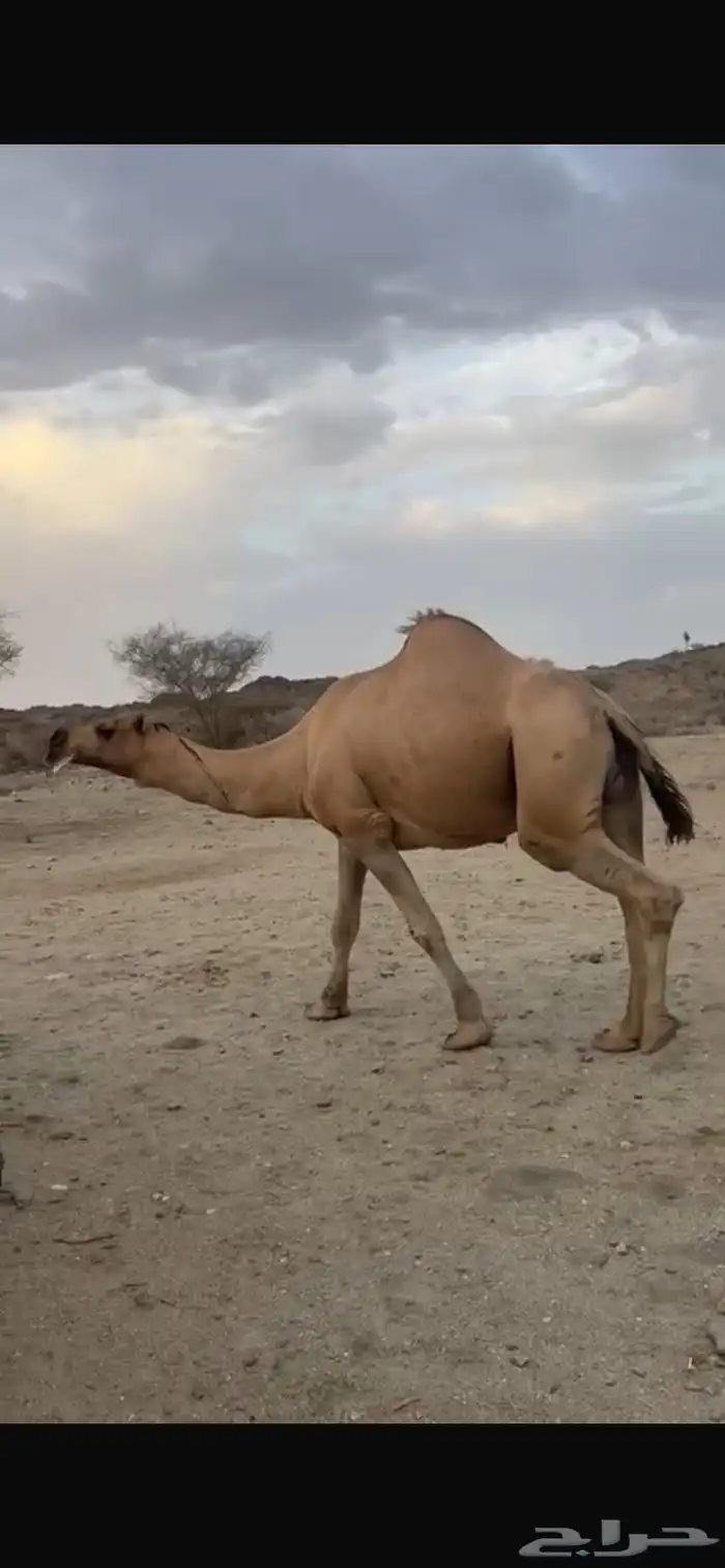 بعير للبيع 0