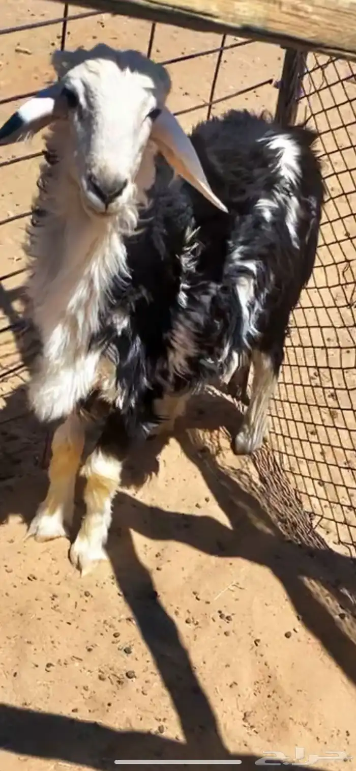 للبيع طلي نجدي صنف 1