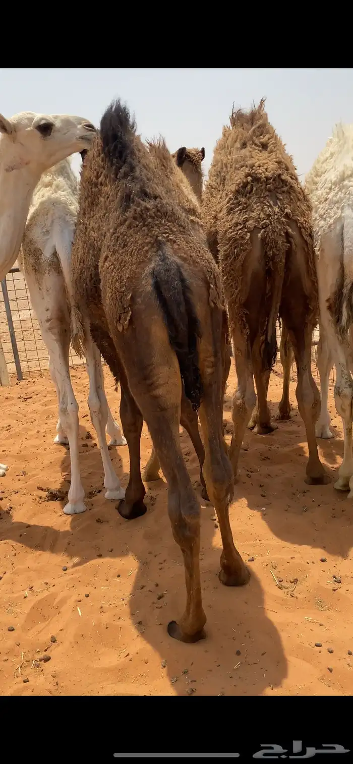 حيران فاخره 2
