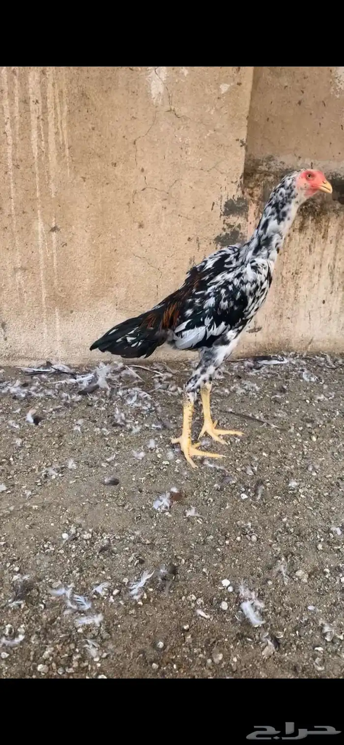 شامو الماني 8