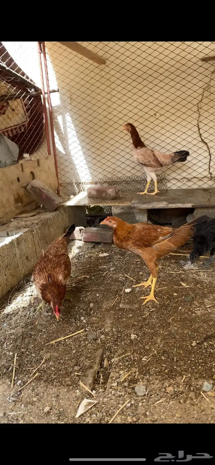 ( تم البيع ) دجاج بلدي عربي أصيل الوان مميزه جدا 10