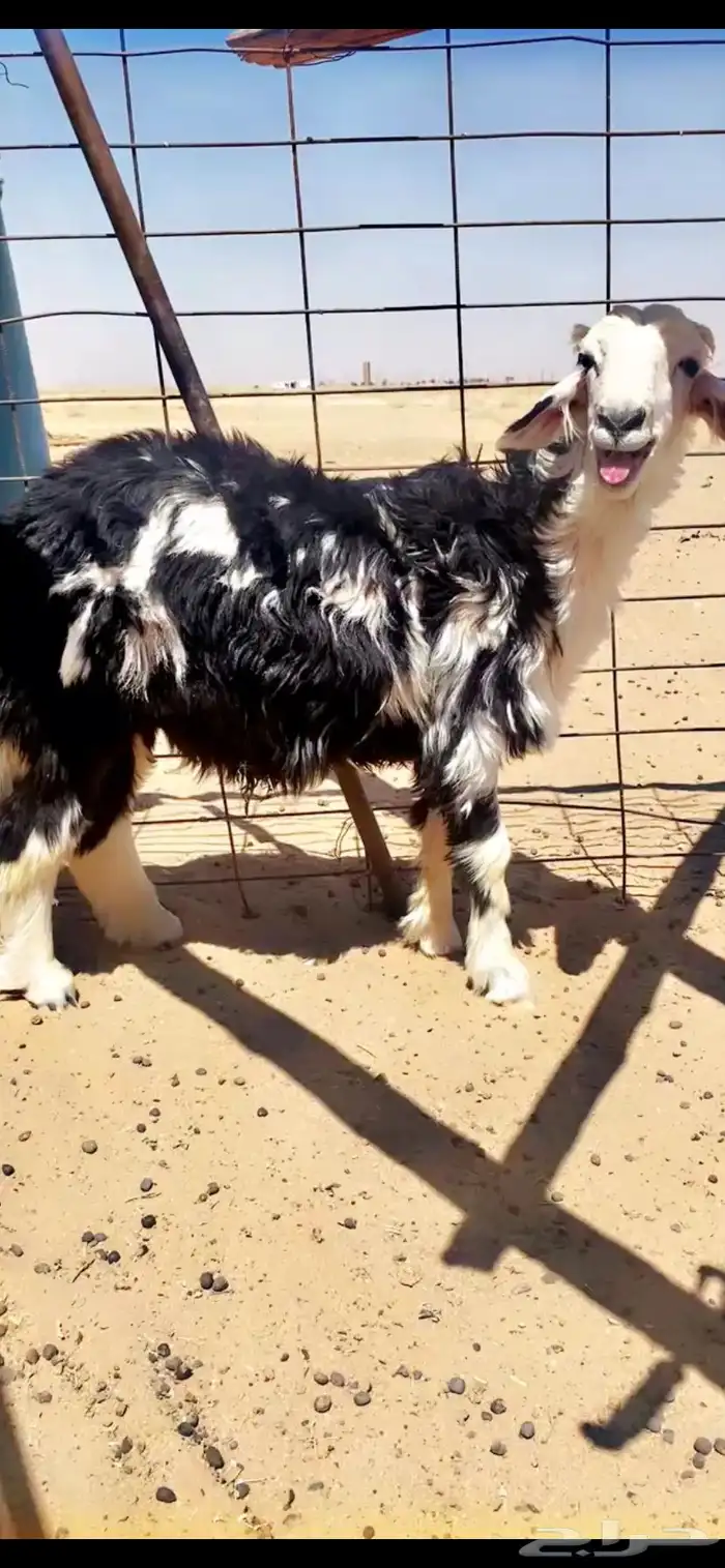 طلي نجدي للبيع 3