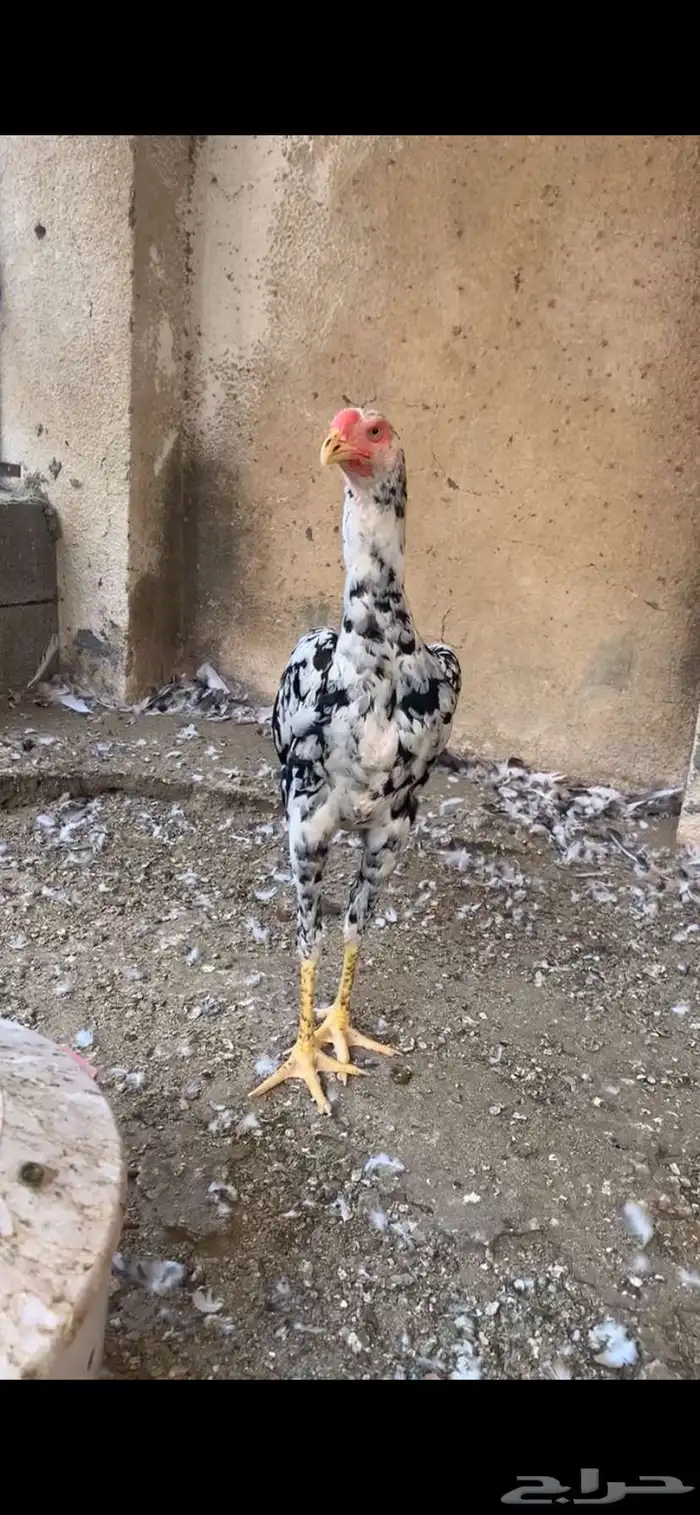 شامو الماني 2