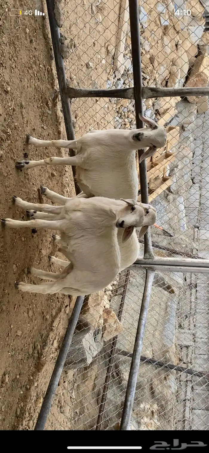 بهم شعره وطرف 1