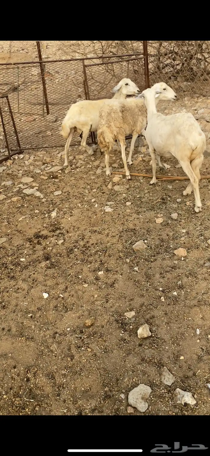 ضأن مقاني 1