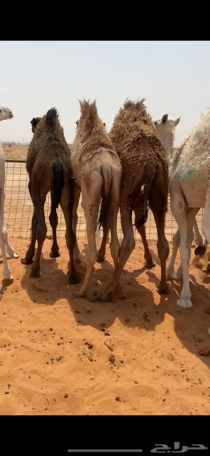 حيران فاخره 0