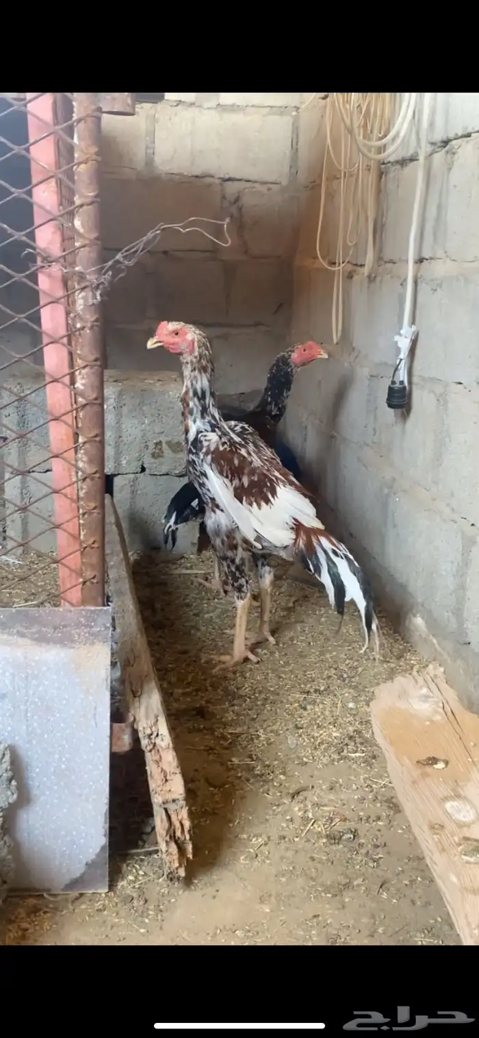ديك باكستاني سندي 0