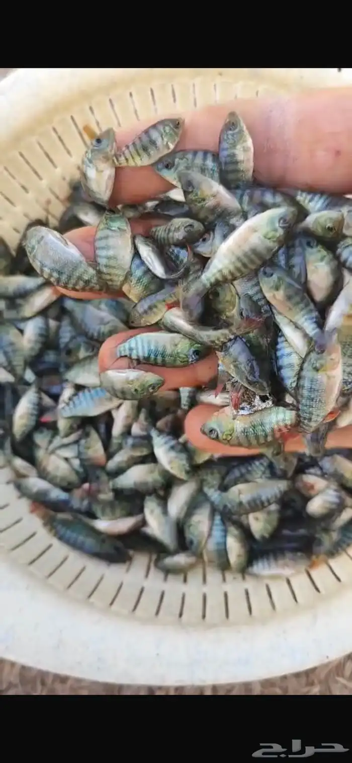 زريعة سمك بلطي فاخر 0