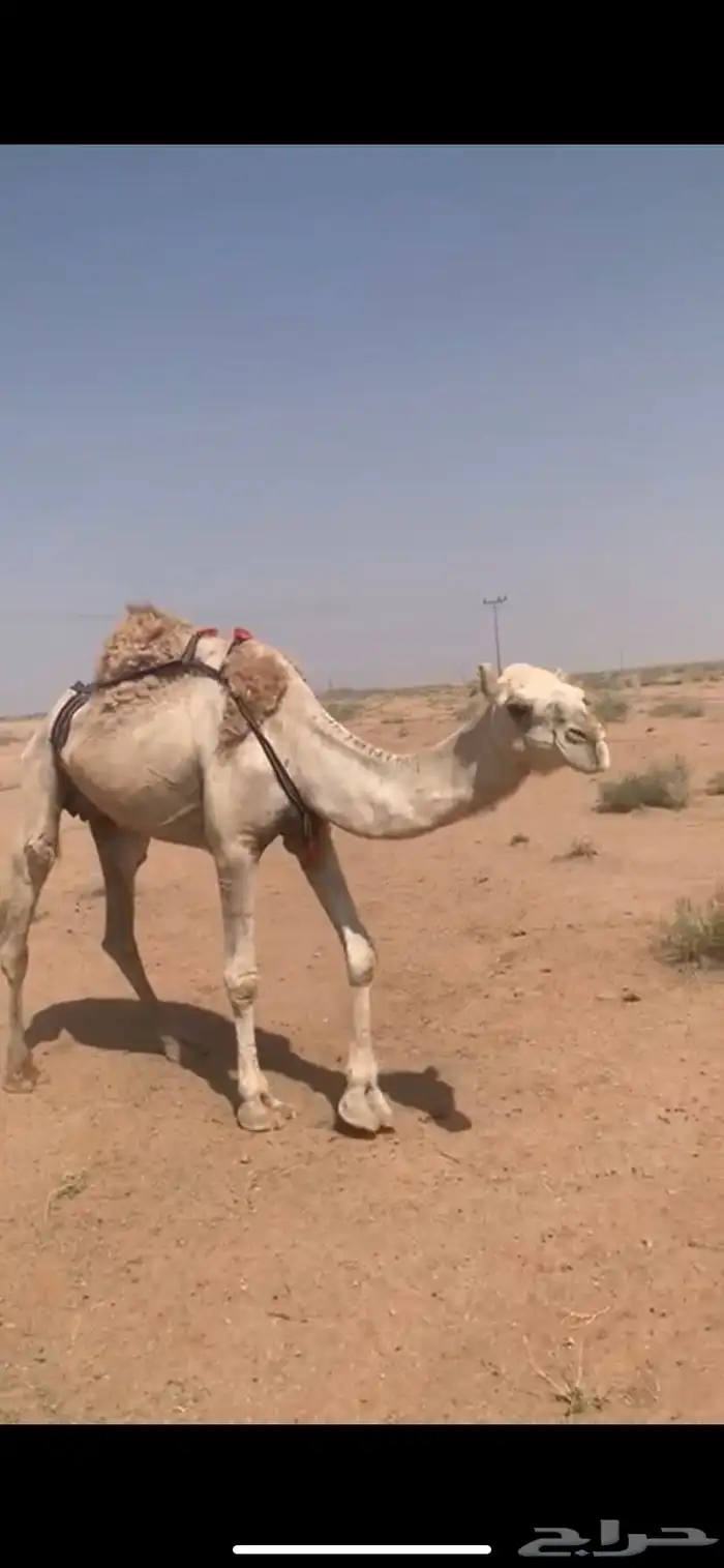 لبيع نياق خفت مبيوعه عيالهن 1