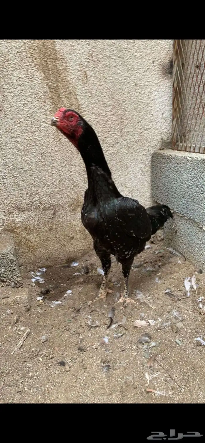 شامو الماني 13