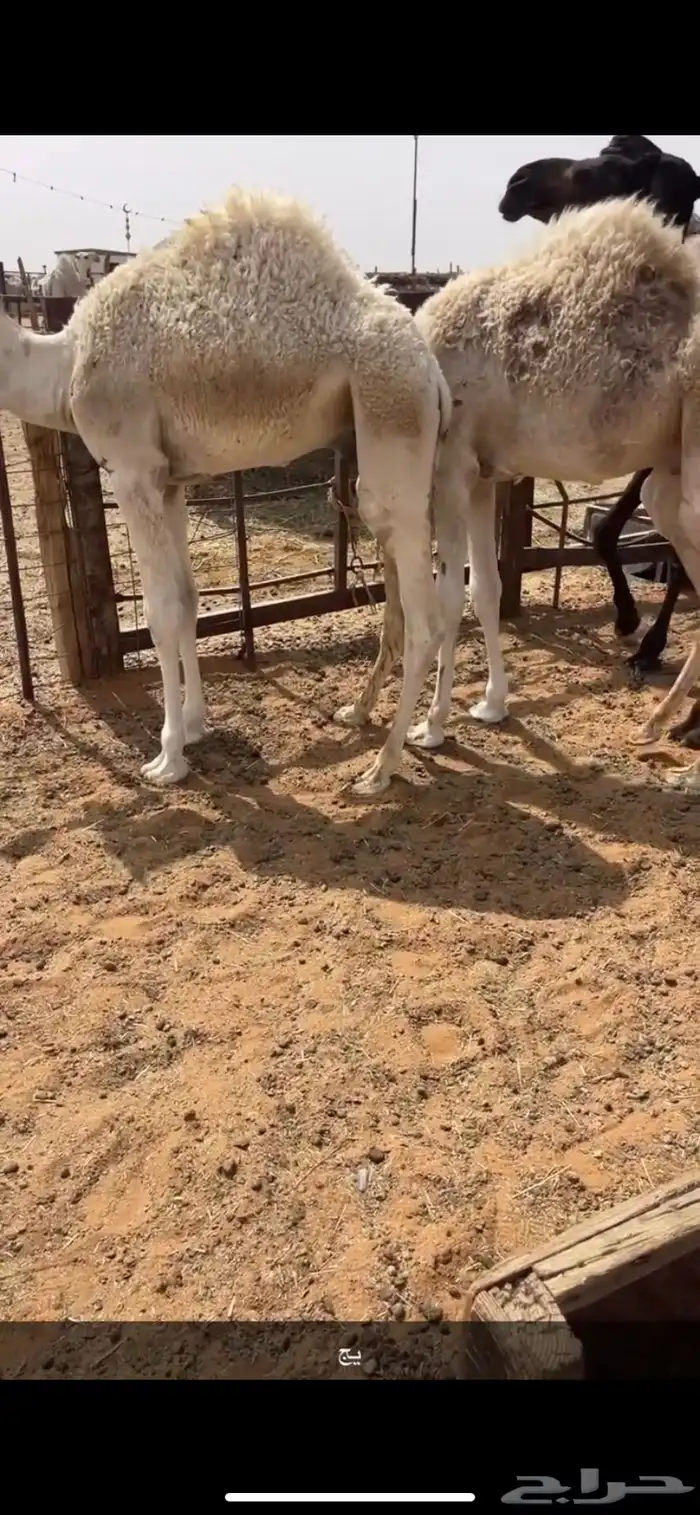 قعدان قصب 3