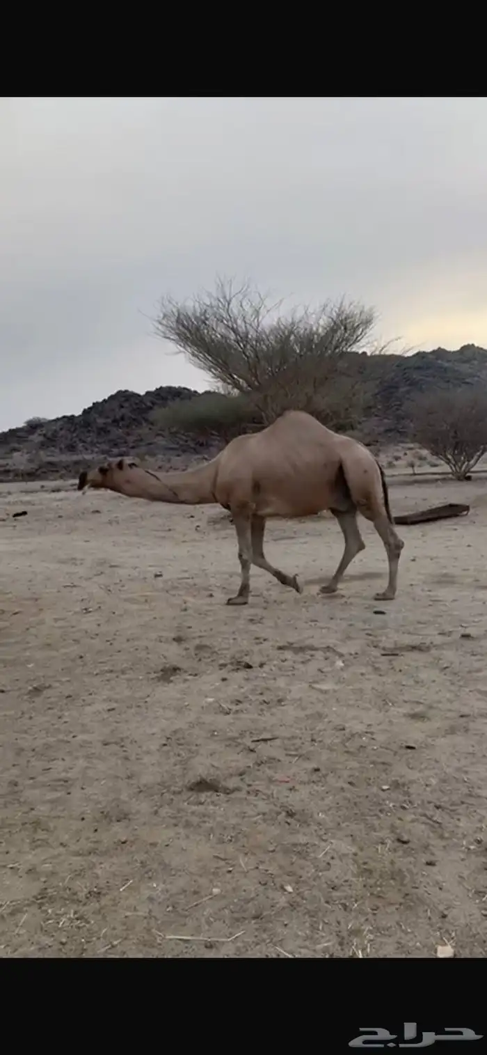 بعير للبيع 1