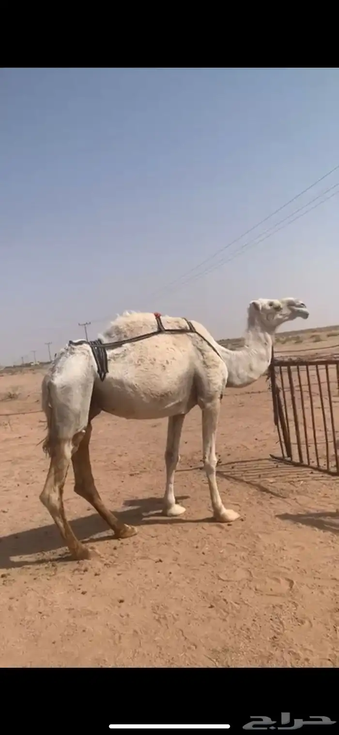 لبيع نياق خفت مبيوعه عيالهن 0