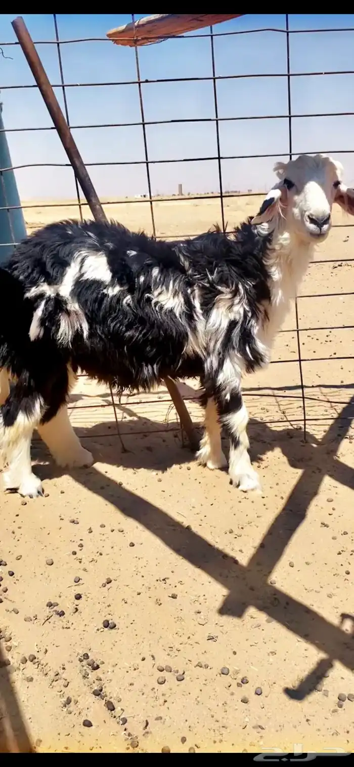 طلي نجدي للبيع 1
