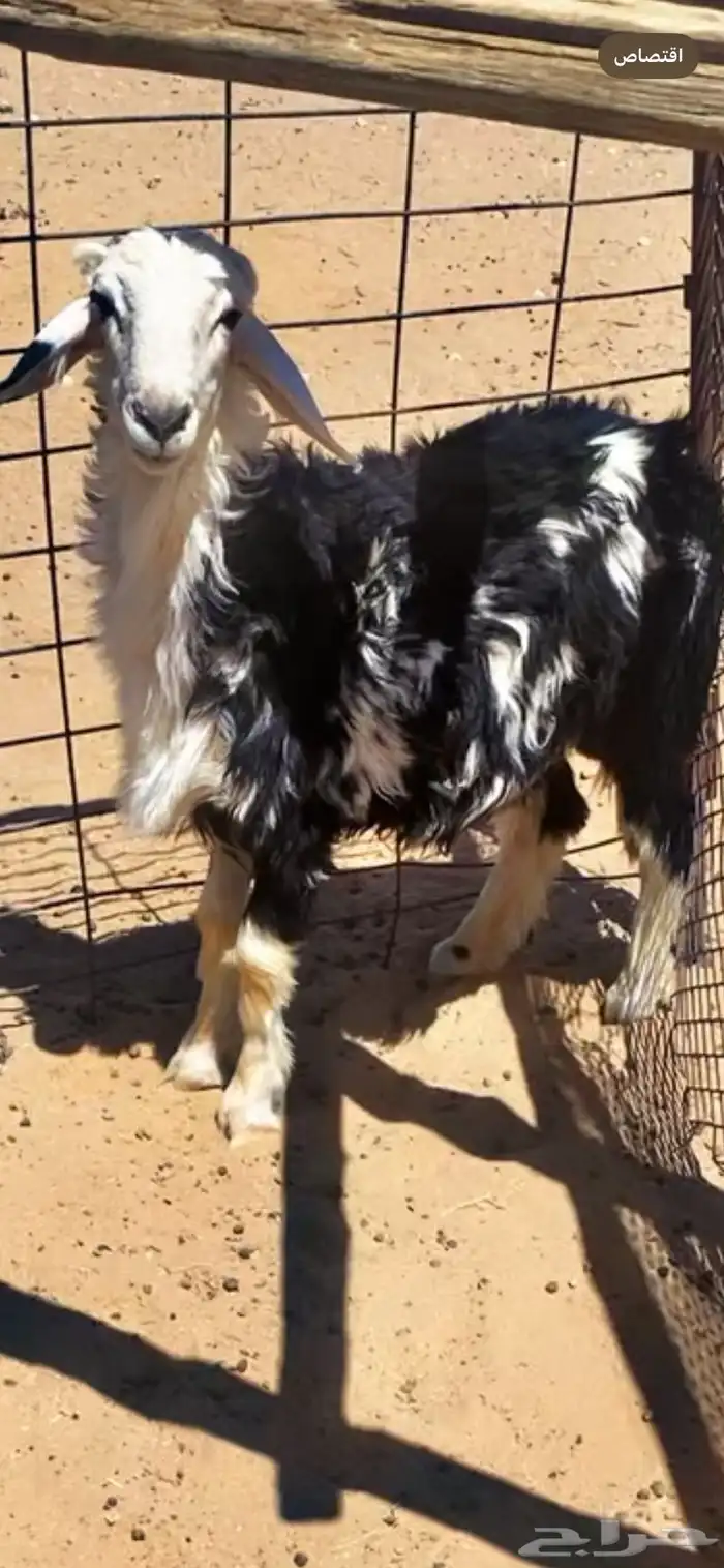 للبيع طلي نجدي صنف 0