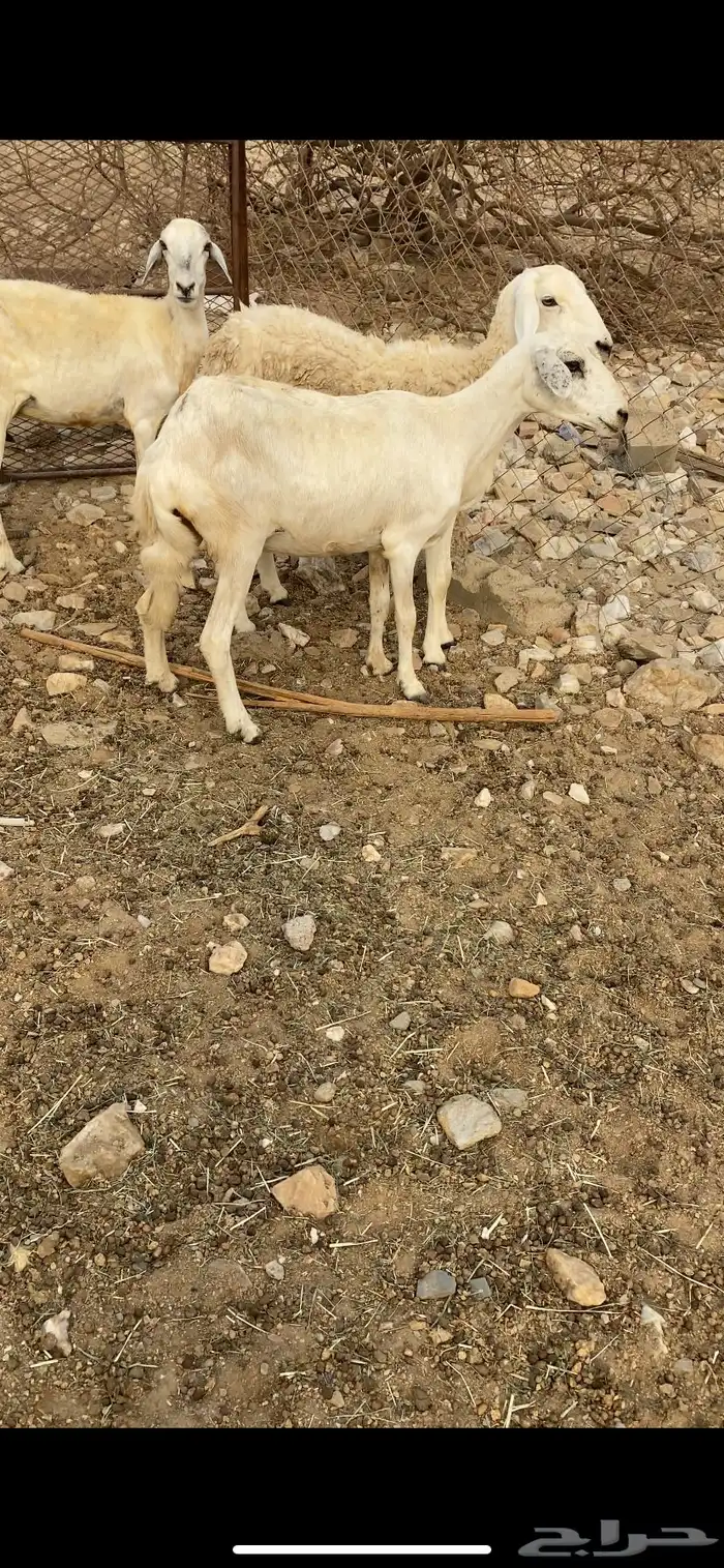 ضأن مقاني 2