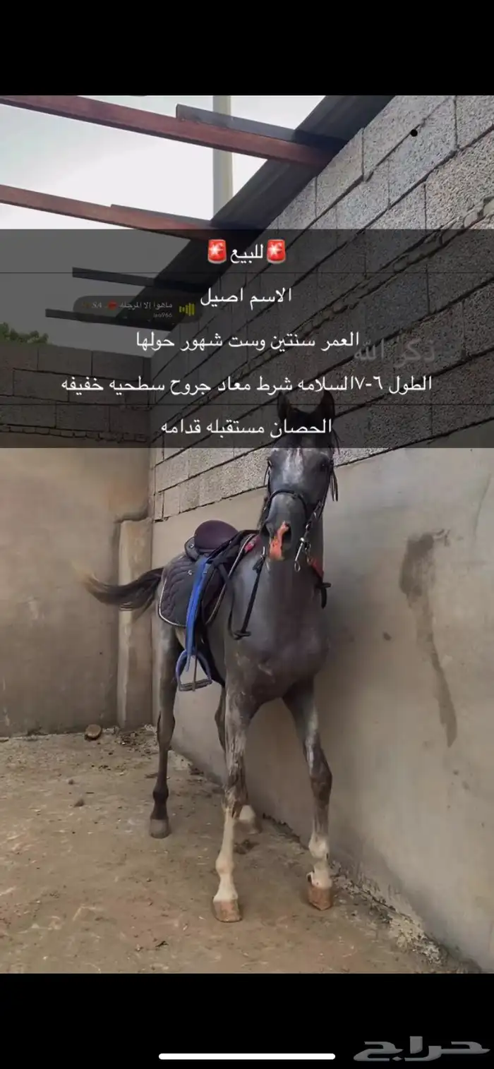 حصان كفو 0