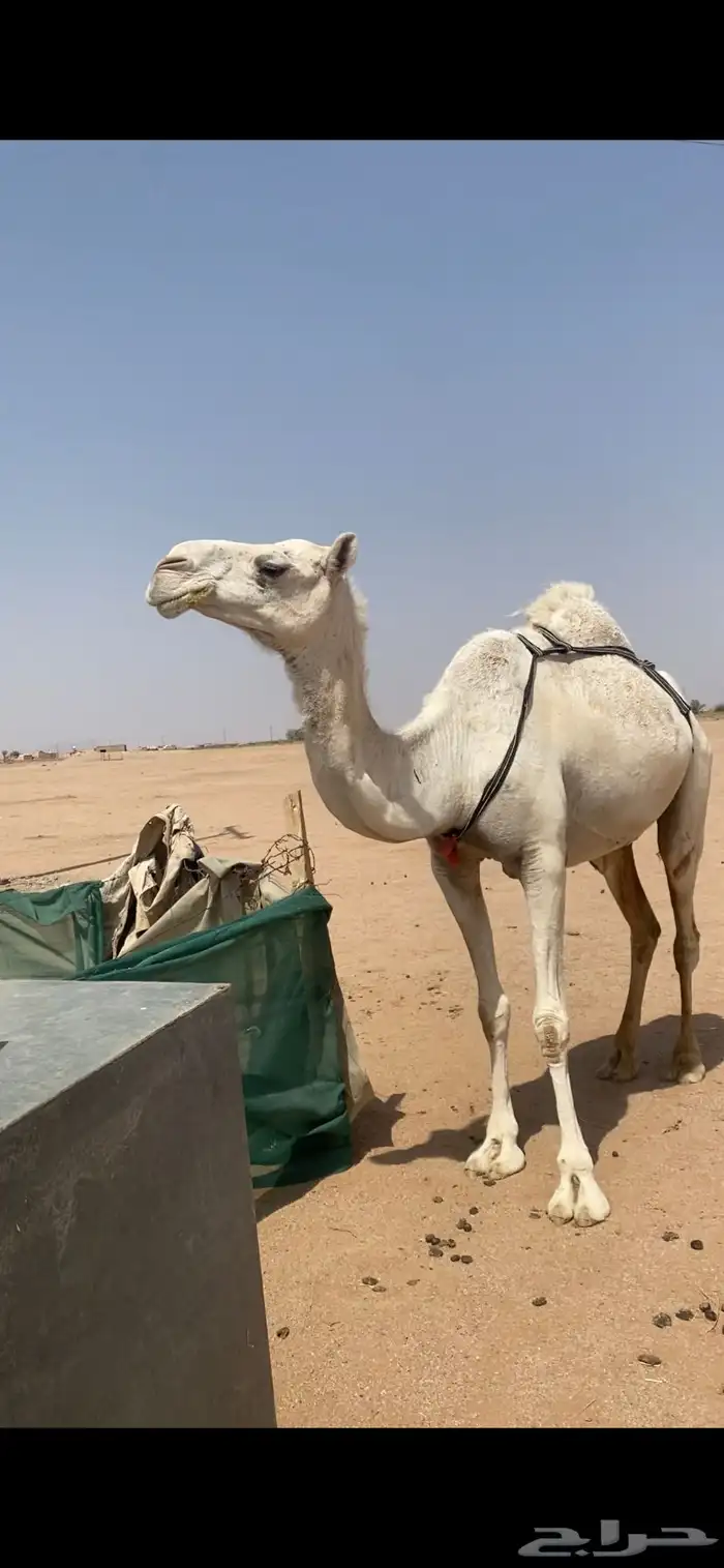 لبيع لقحه وضحى 3