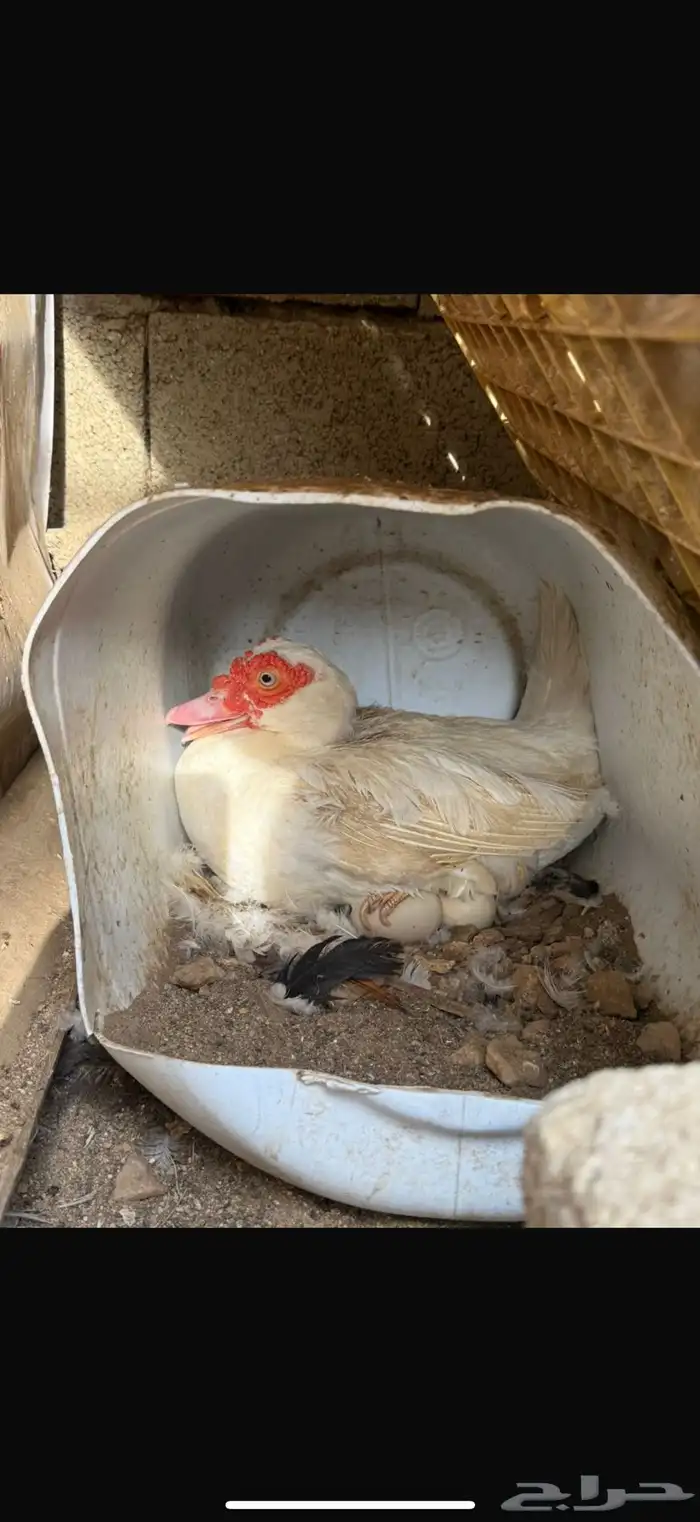 بط شرط تحضين 2