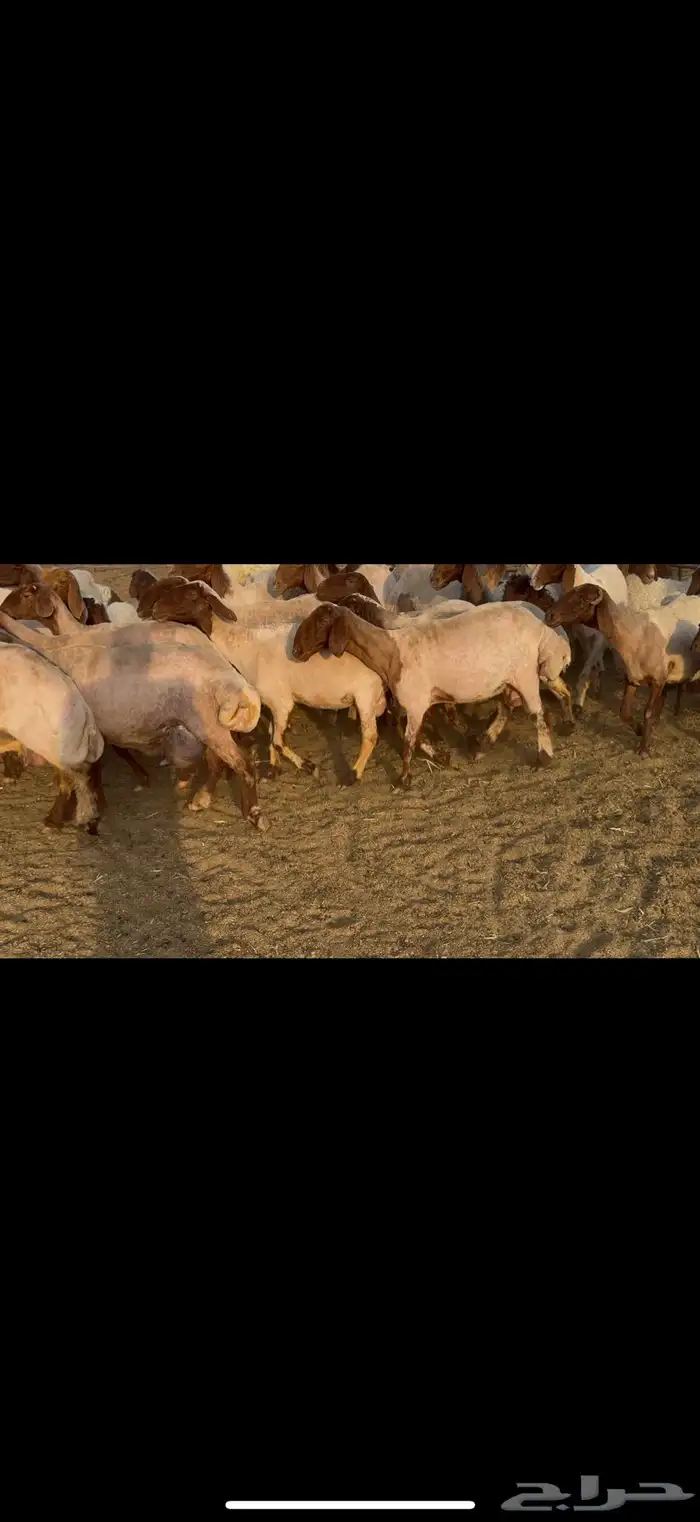 غنم نعيم مطافيل 4