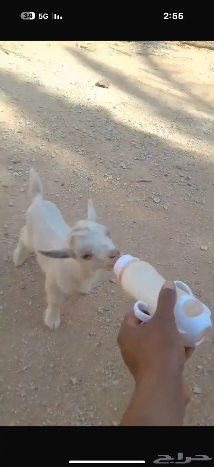 ماعز قزم 1