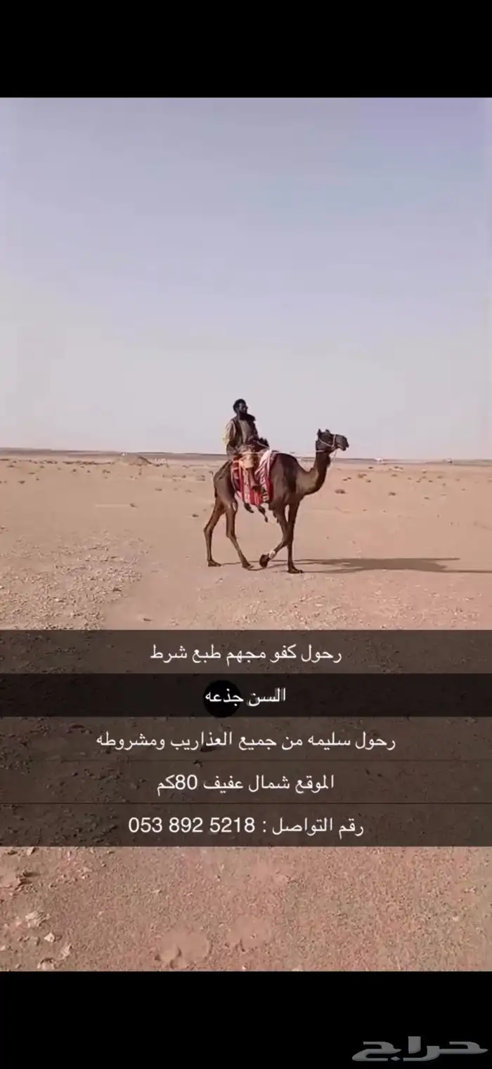 رحول كفو ومشروطه من جميع الذاريب 7