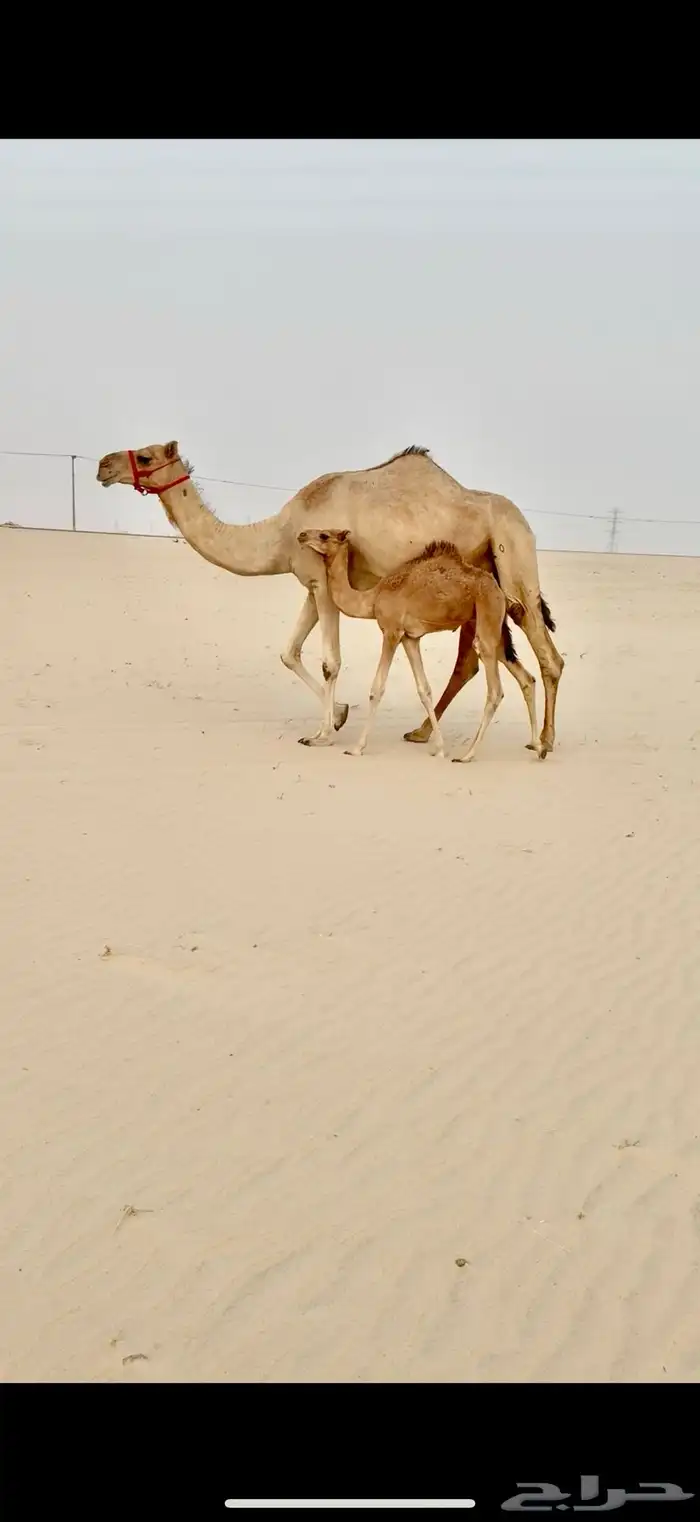 للبيع عشرا طيبه 0