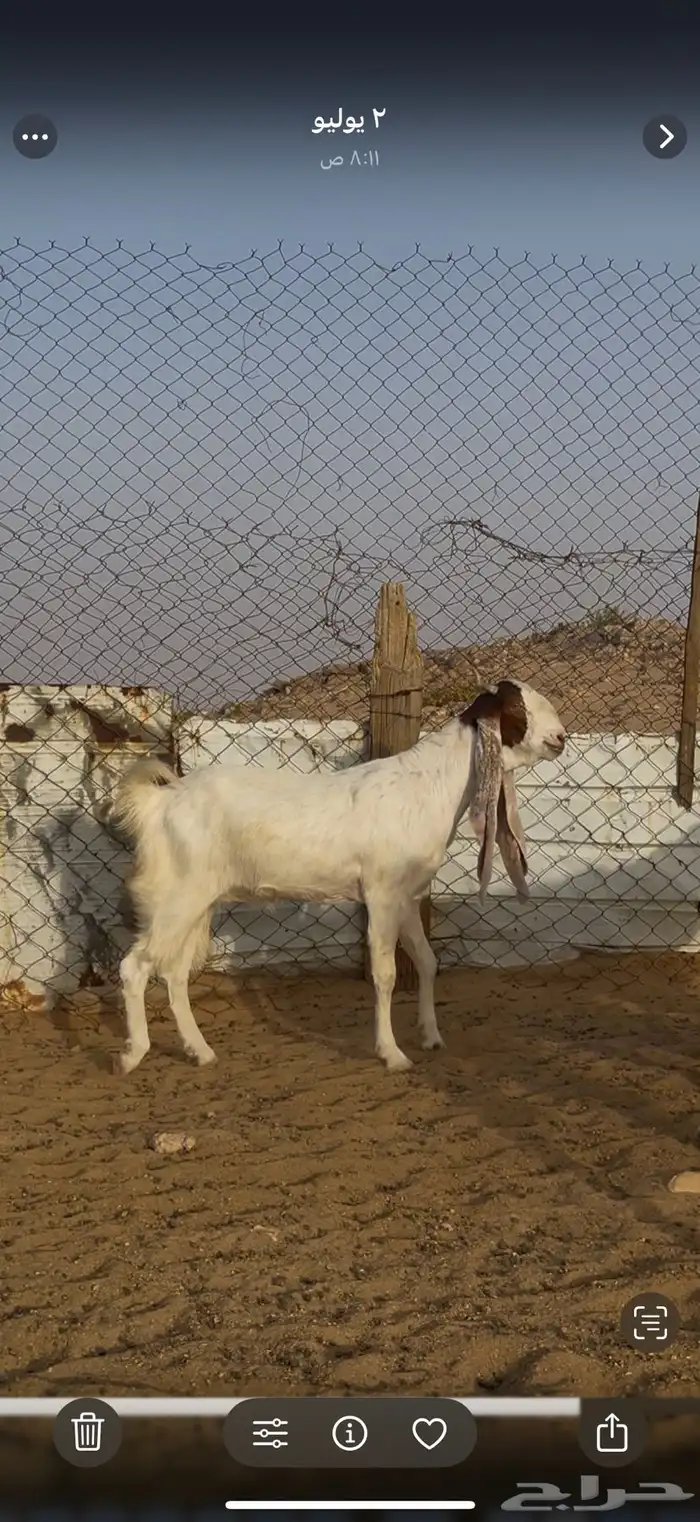 تيس وجفره 1