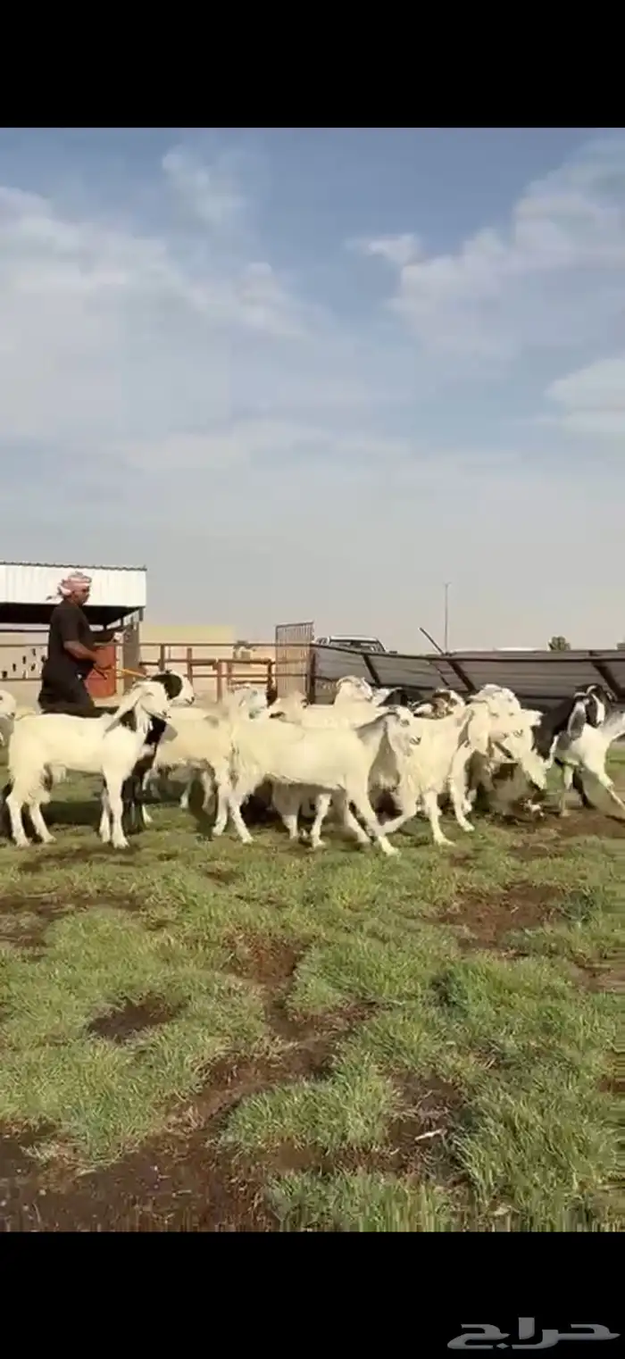 مصريات ومشاريك فاخره 8