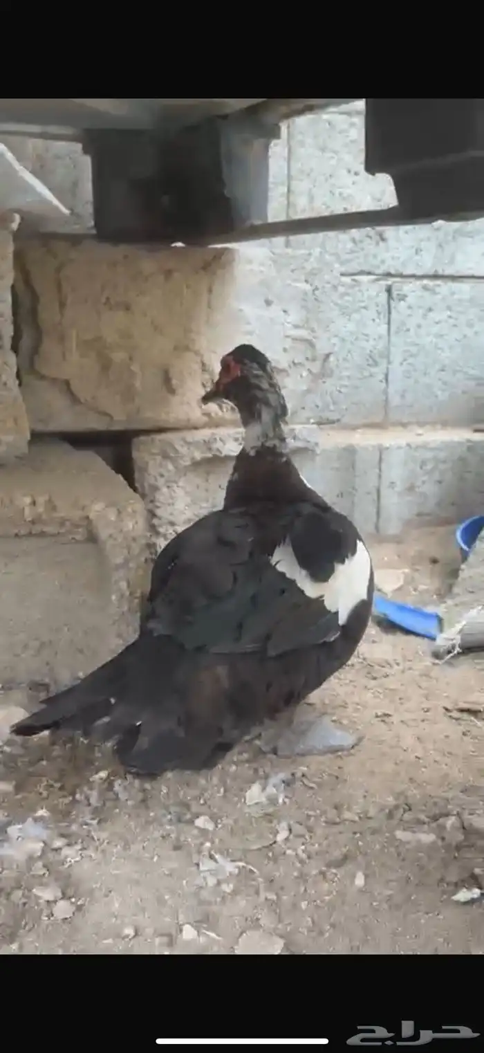 بط شرط تحضين 4