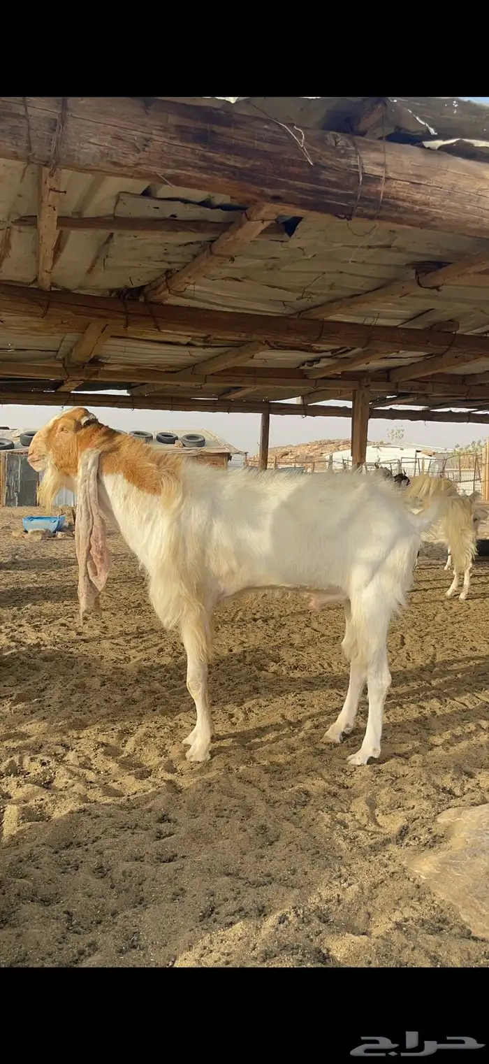 تيس وجفره 3